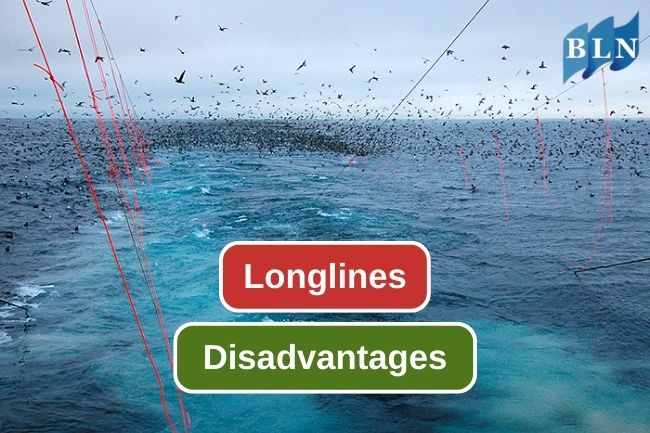 5 Weakness of Longlines as Fishing Gear